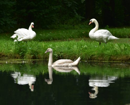 rotobed rotating care bed values